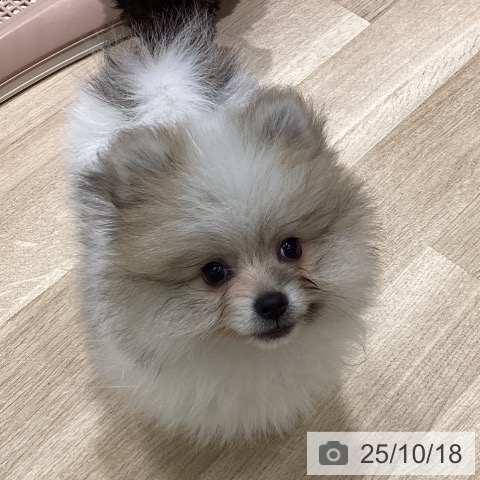 ポメラニアンの写真