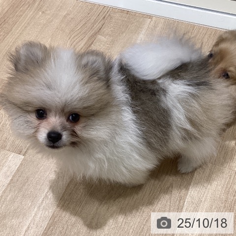 ポメラニアンの写真