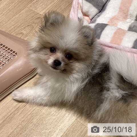 ポメラニアンの写真