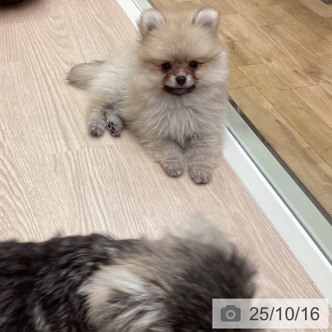 ポメラニアンの写真