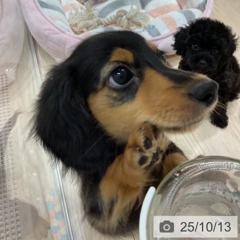 ミニチュア・ダックスフンドの写真
