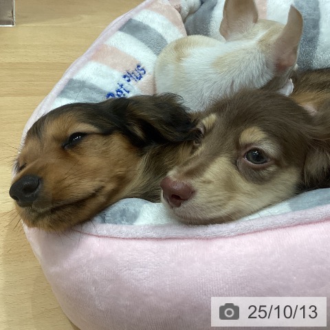 ミニチュア・ダックスフンドの写真