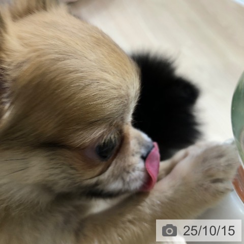 チワワの写真