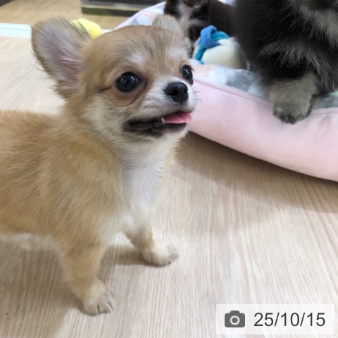 チワワの写真