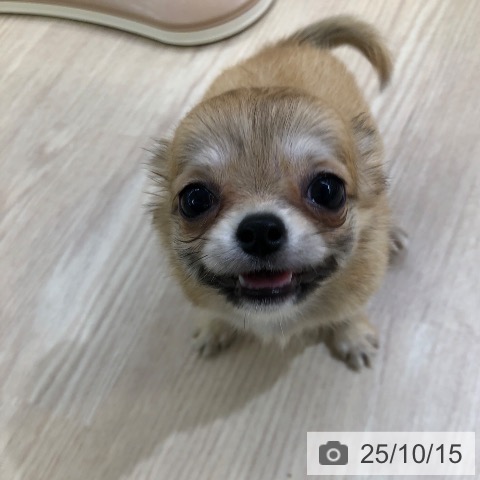 チワワの写真