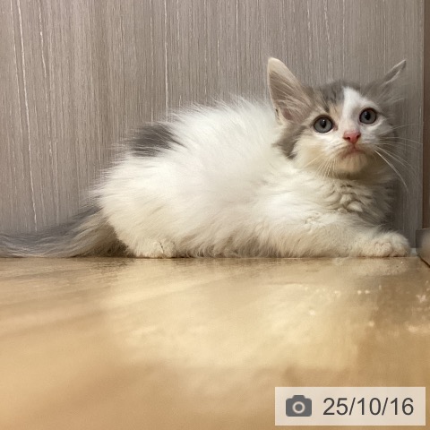 ノルウェージャンフォレストキャットの写真
