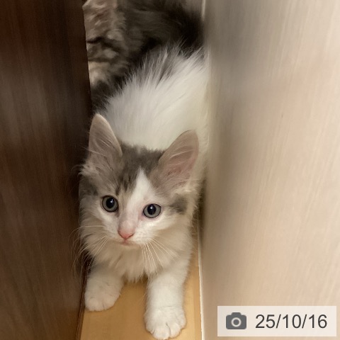 ノルウェージャンフォレストキャットの写真