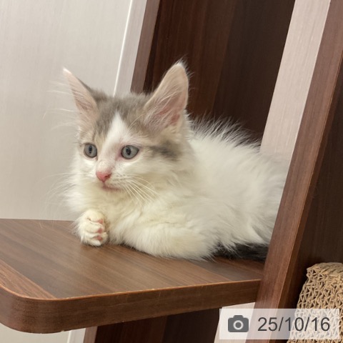ノルウェージャンフォレストキャットの写真