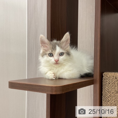 ノルウェージャンフォレストキャットの写真