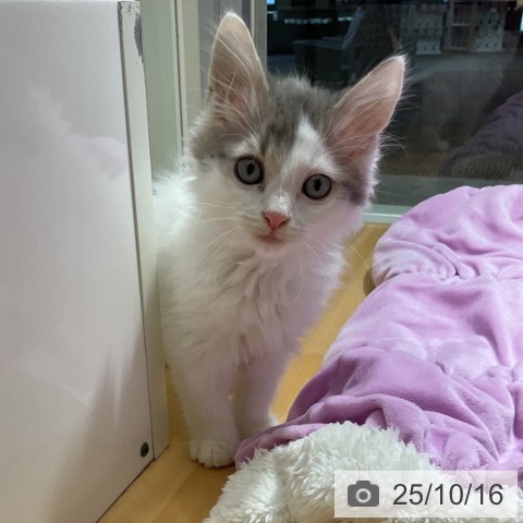 ノルウェージャンフォレストキャットの写真