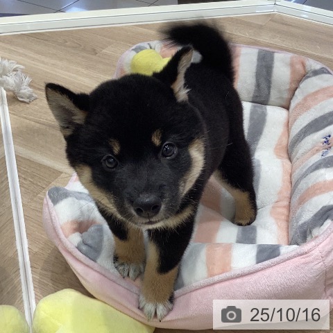 柴の写真