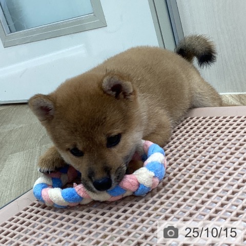 柴の写真
