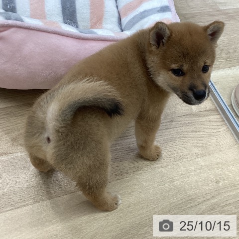 柴の写真