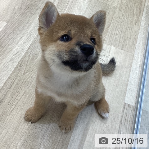 柴の写真