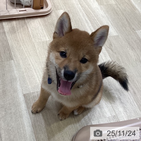 愛知県の柴犬(標準サイズ) (ペットプラス 上飯田店/2025年8月13日生まれ/女の子/赤)の子犬の4枚目の画像