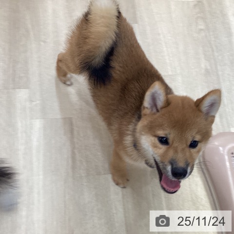 愛知県の柴犬(標準サイズ) (ペットプラス 上飯田店/2025年8月13日生まれ/女の子/赤)の子犬の3枚目の画像