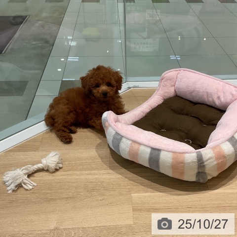 トイ・プードルの写真