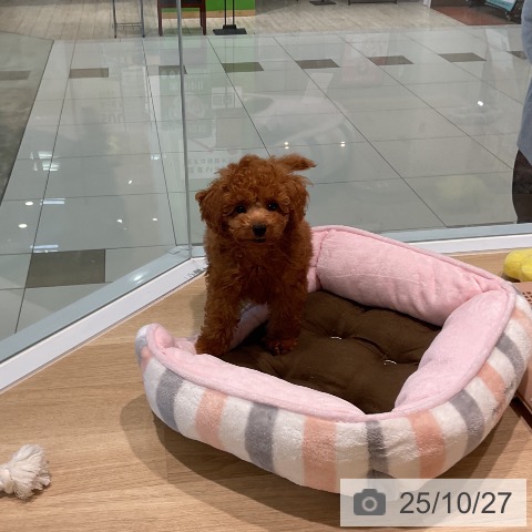 トイ・プードルの写真