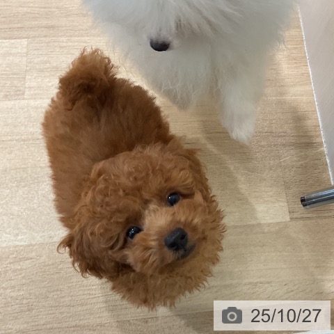 トイ・プードルの写真