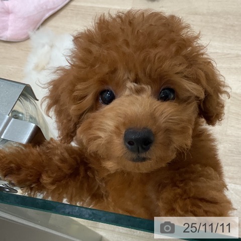 トイ・プードルの写真