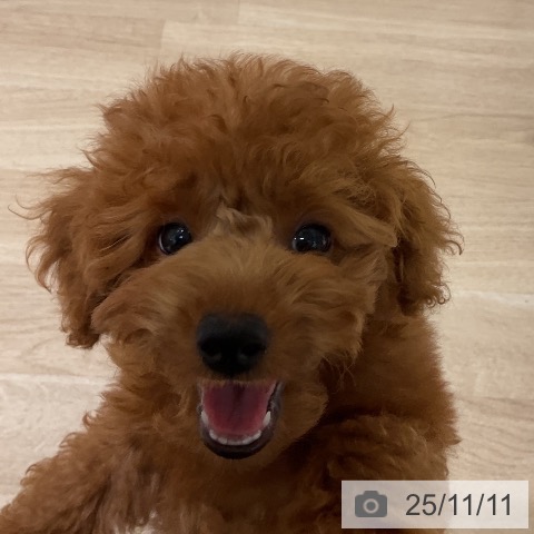 トイ・プードルの写真