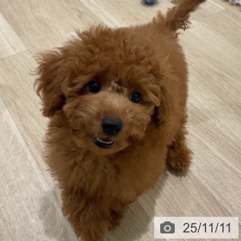 トイ・プードルの写真