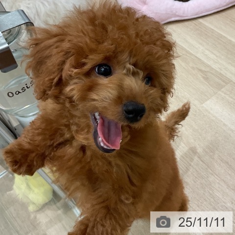 トイ・プードルの写真