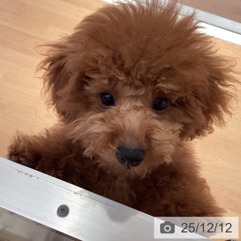 トイ・プードルの写真