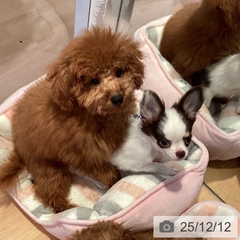 トイ・プードルの写真