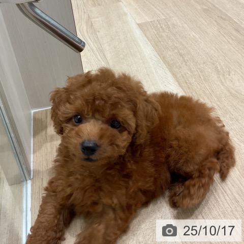 トイ・プードルの写真