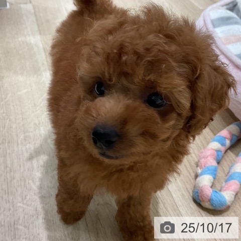 三重県のトイプードル(トイ) (ペットプラス 東員店/2025年8月13日生まれ/男の子/レッド)の子犬の4枚目の画像