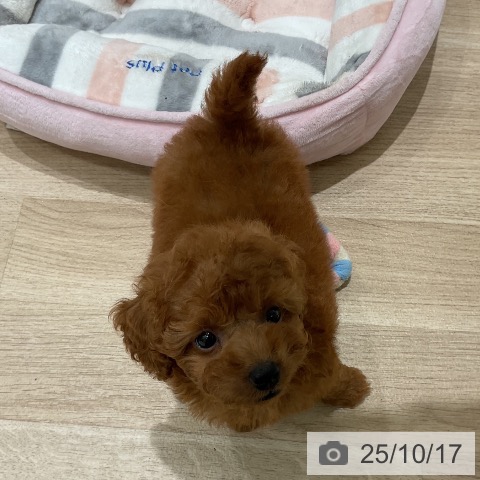 三重県のトイプードル(トイ) (ペットプラス 東員店/2025年8月13日生まれ/男の子/レッド)の子犬の3枚目の画像