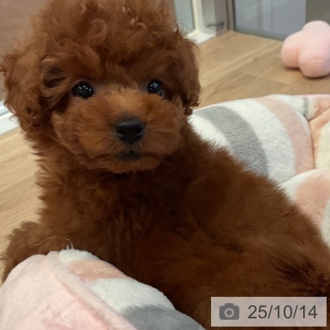 トイ・プードルの写真