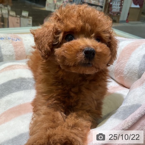 トイ・プードルの写真