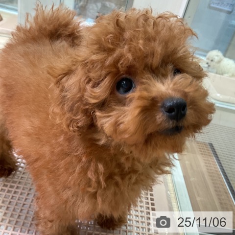 トイ・プードルの写真