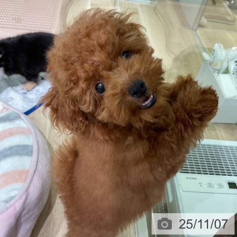 トイ・プードルの写真