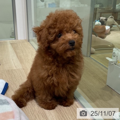 トイ・プードルの写真