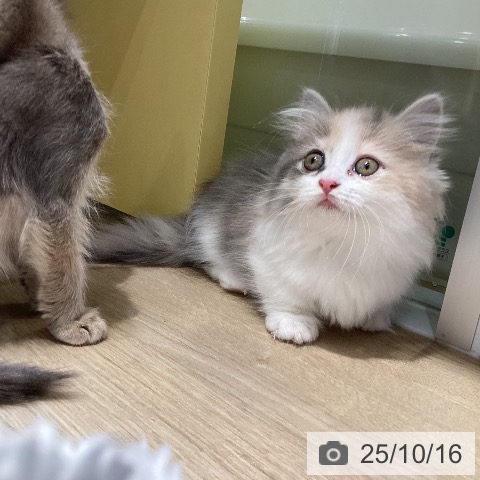 マンチカンの写真