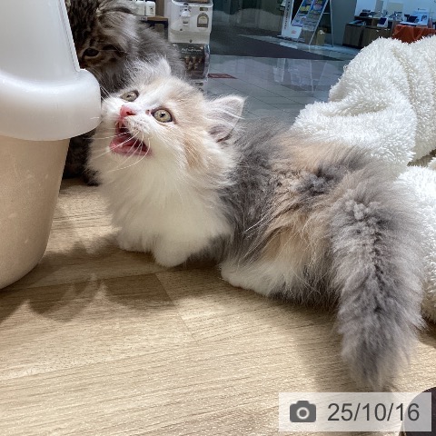 マンチカンの写真
