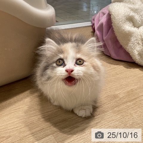 マンチカンの写真