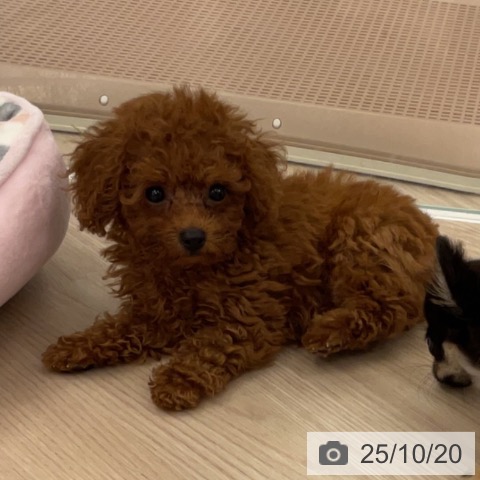 トイ・プードルの写真