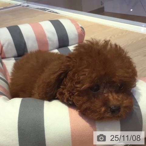 トイ・プードルの写真