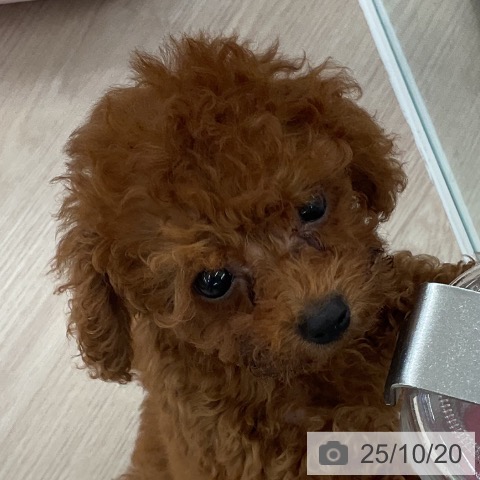 トイ・プードルの写真