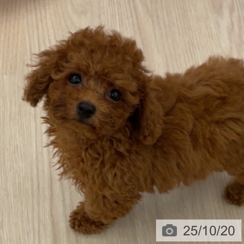 トイ・プードルの写真