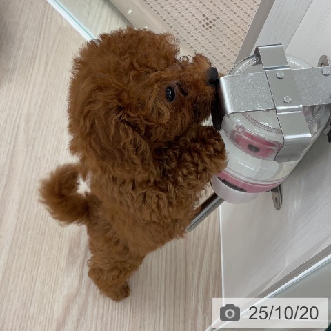 トイ・プードルの写真