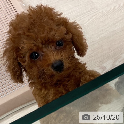 トイ・プードルの写真