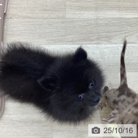 ポメラニアンの写真