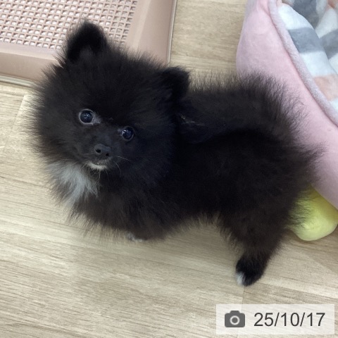 ポメラニアンの写真