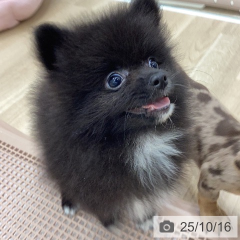 ポメラニアンの写真