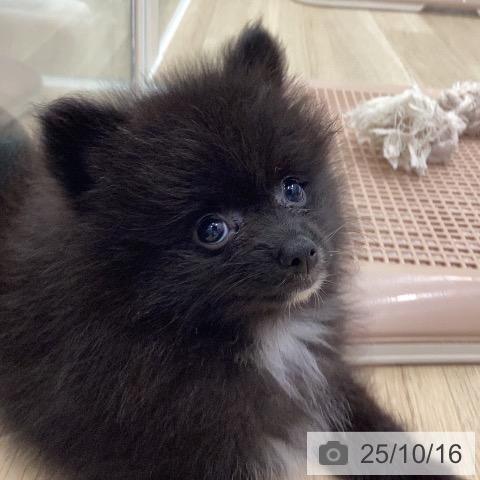ポメラニアンの写真